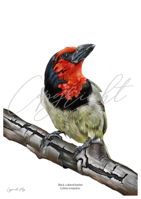 Black collared Barbet - A5 print