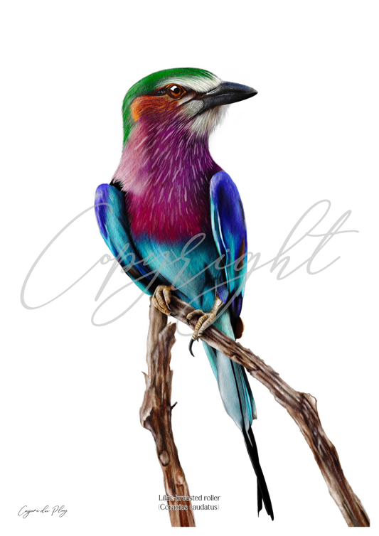 Lilac-breasted Roller - A5 print