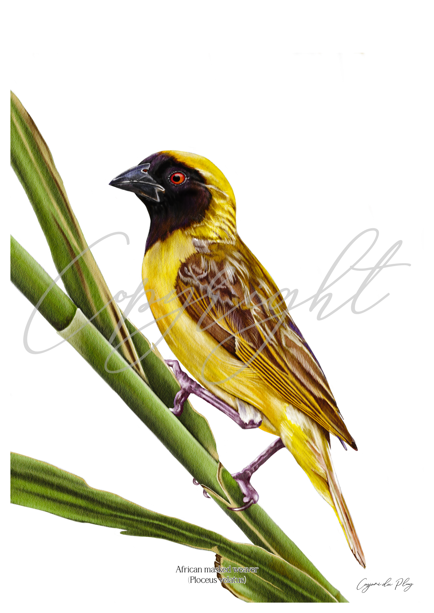 African Masked Weaver - A5 print