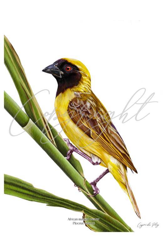 African Masked Weaver - A5 print