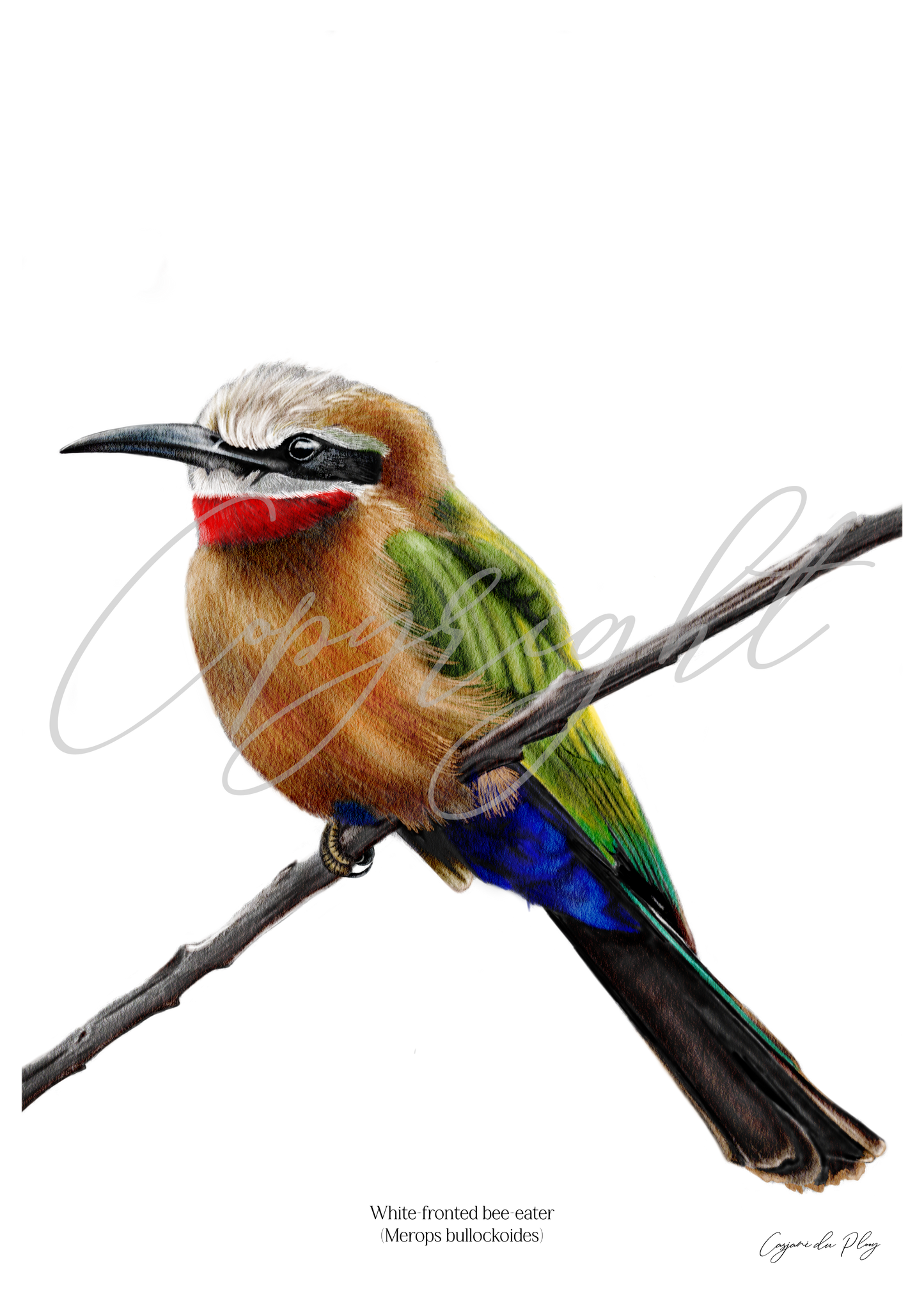 White-fronted Bee-eater - A5 print