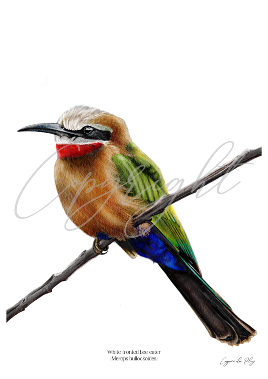 White-fronted Bee-eater - A5 print