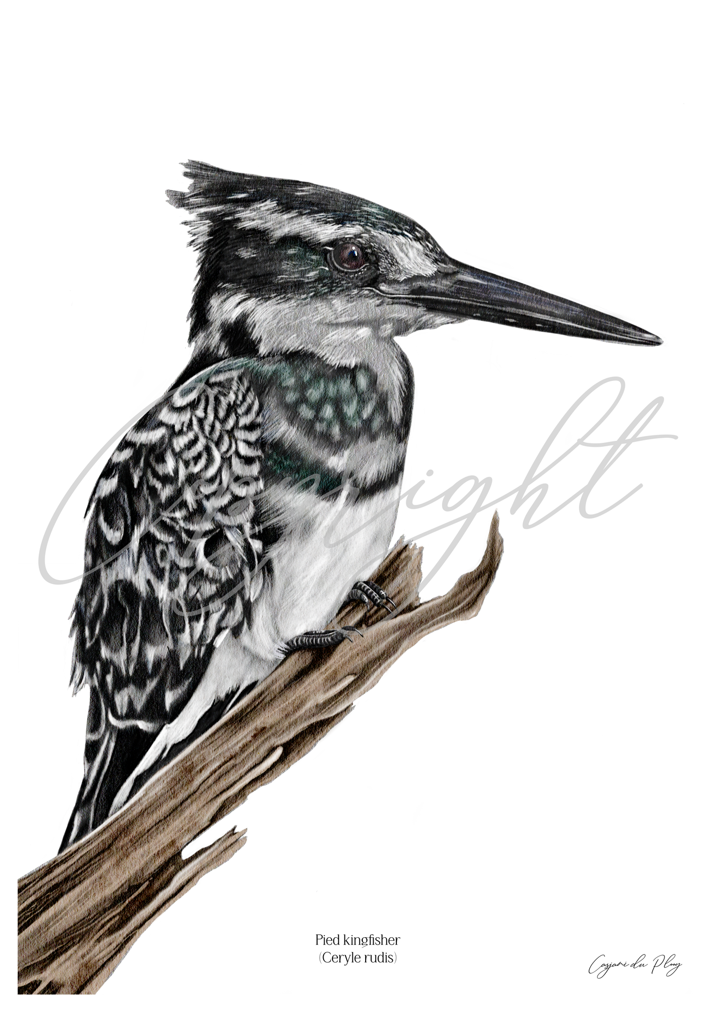 Pied Kingfisher - A5 print