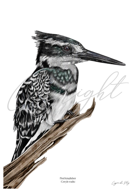 Pied Kingfisher - A5 print