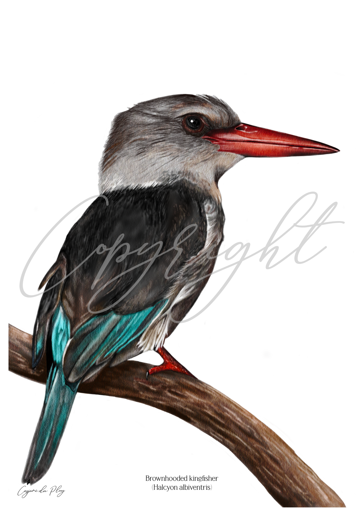 Brown-hooded kingfisher - A5 print