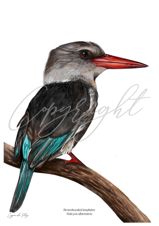 Brown-hooded kingfisher - A5 print