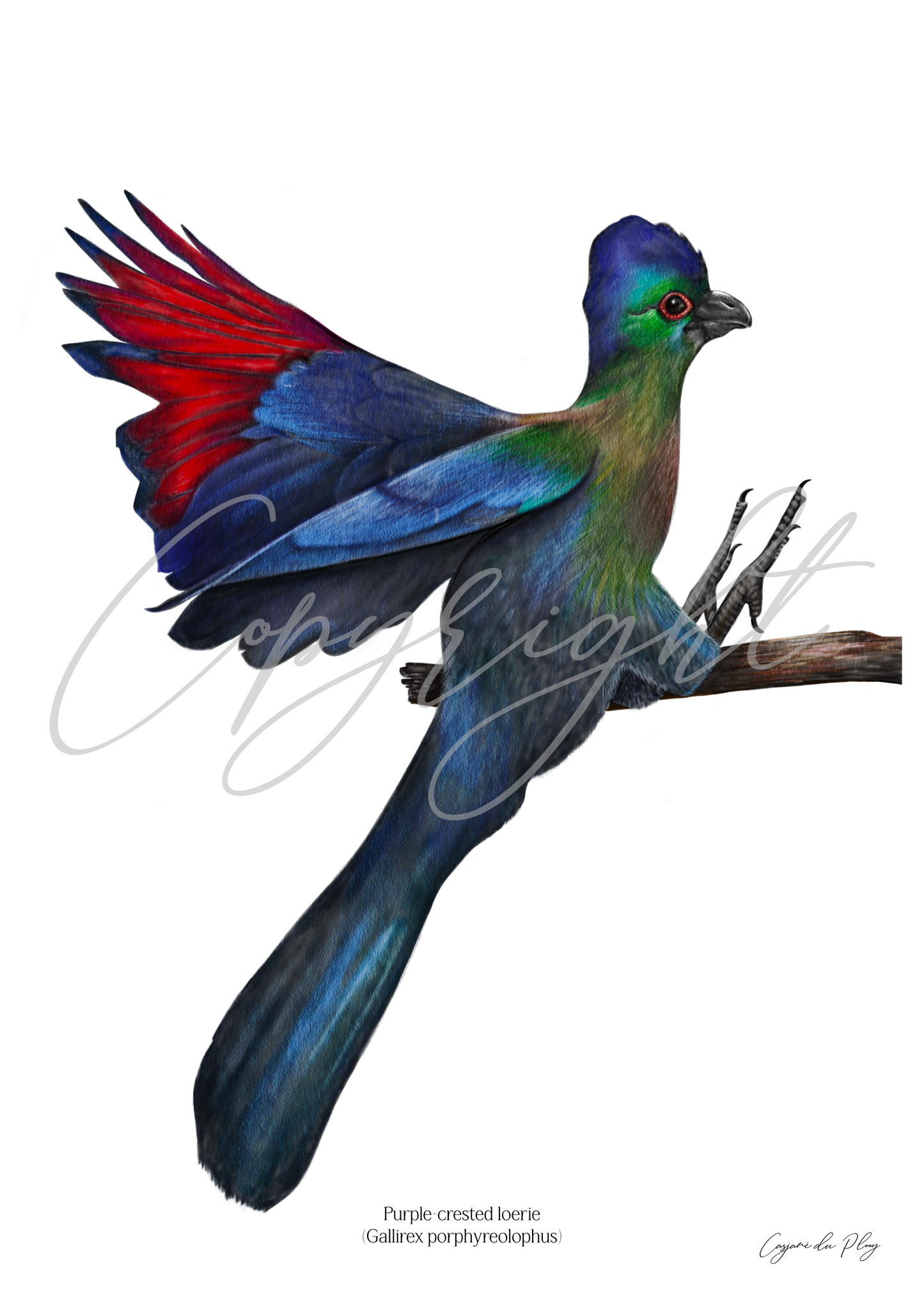 Purple-crested Loerie - A5 print