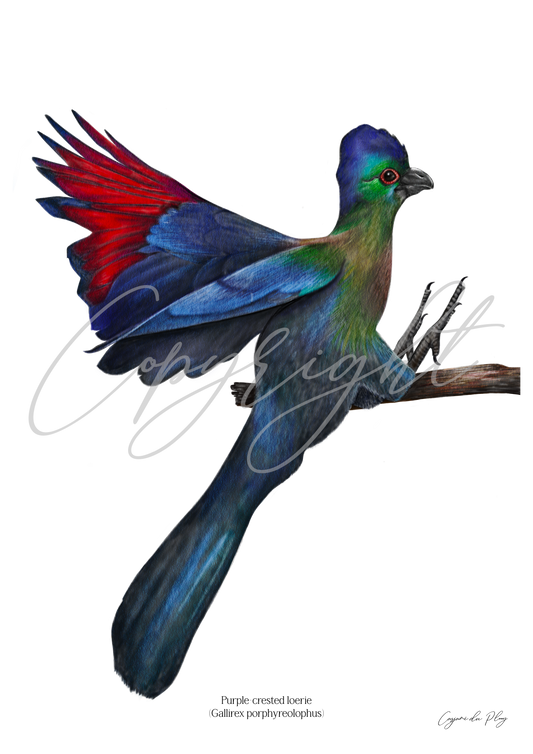 Purple-crested Loerie - A5 print