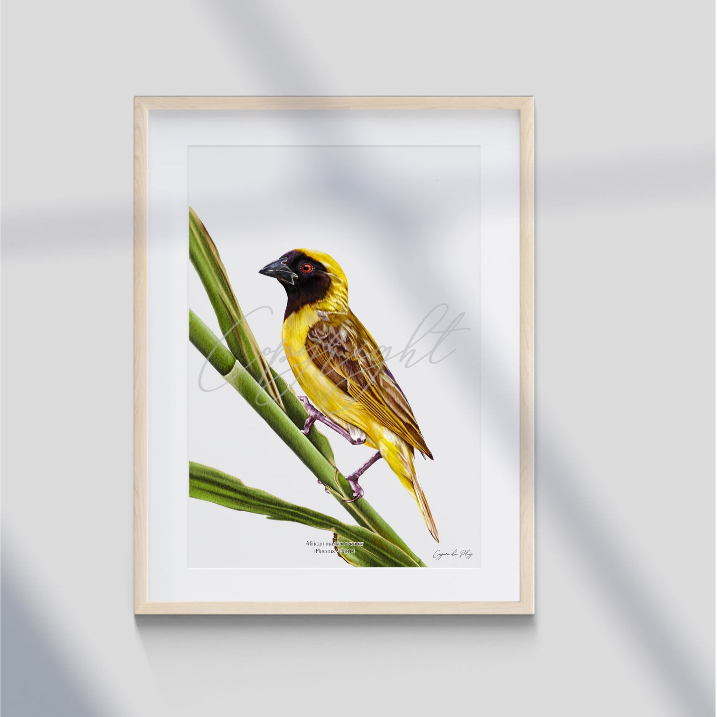 African Masked Weaver - A5 print