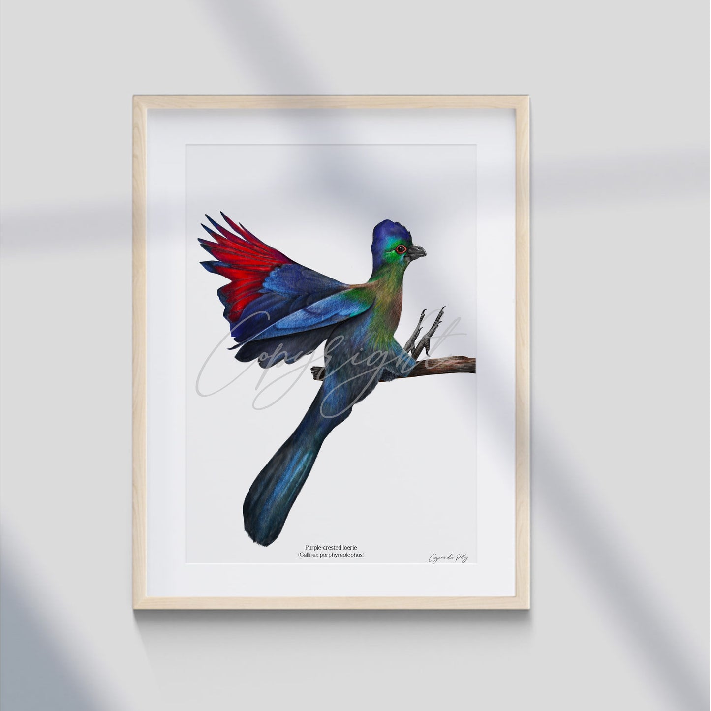 Purple-crested Loerie - A5 print