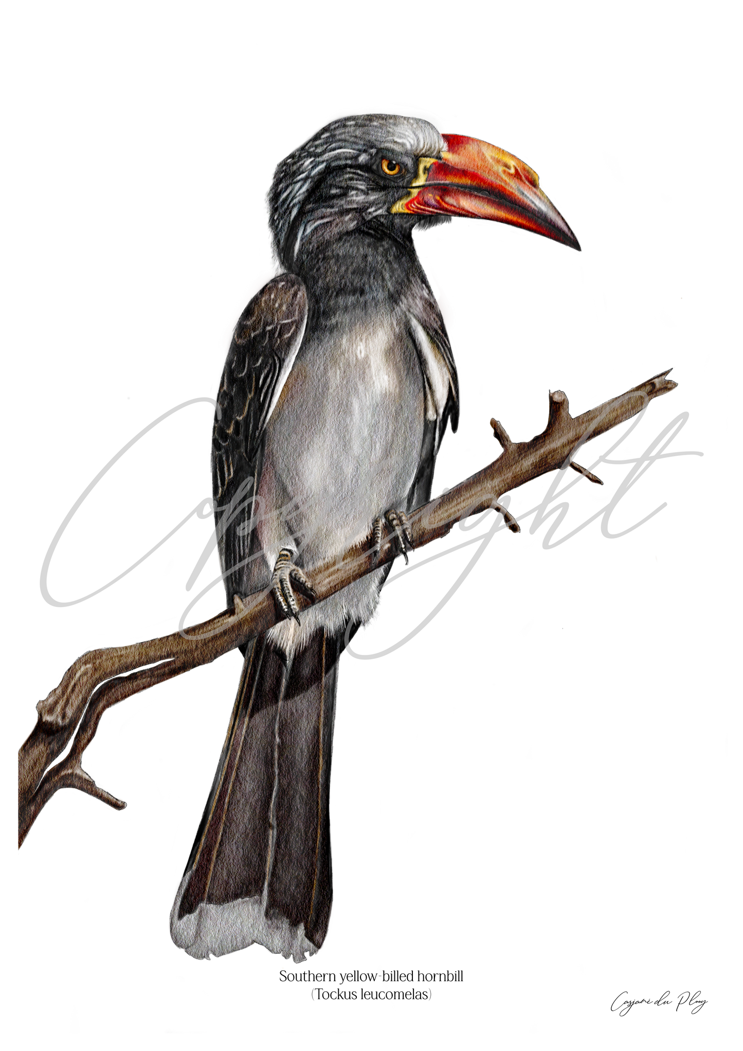 Southern yellow-billed hornbill - A5 print