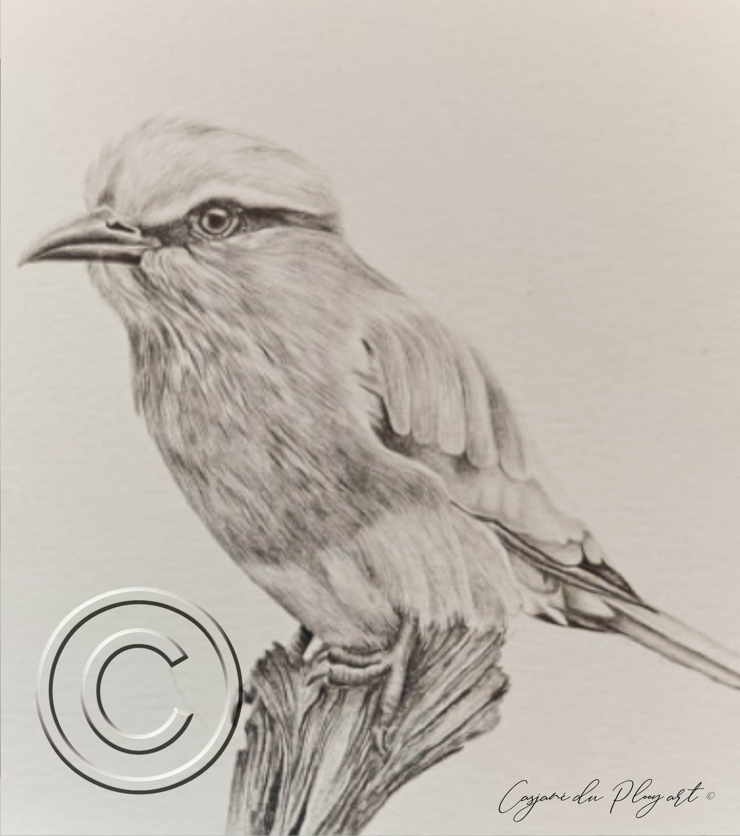 Lilac-breasted Roller – Original Graphite Drawing (420 × 148 mm)