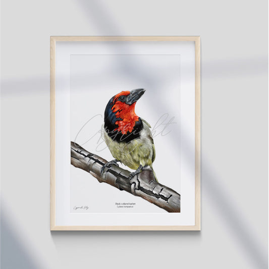 Black collared Barbet - A5 print