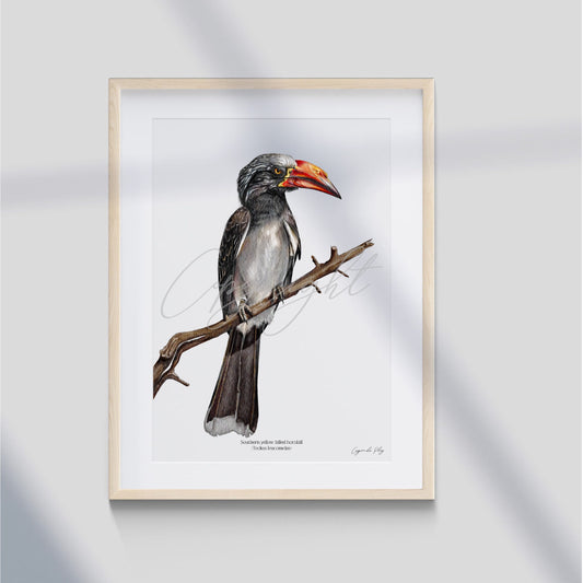 Southern yellow-billed hornbill - A5 print
