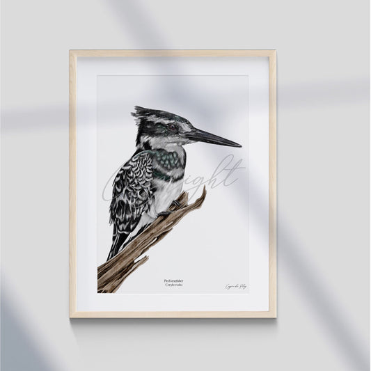 Pied Kingfisher - A5 print