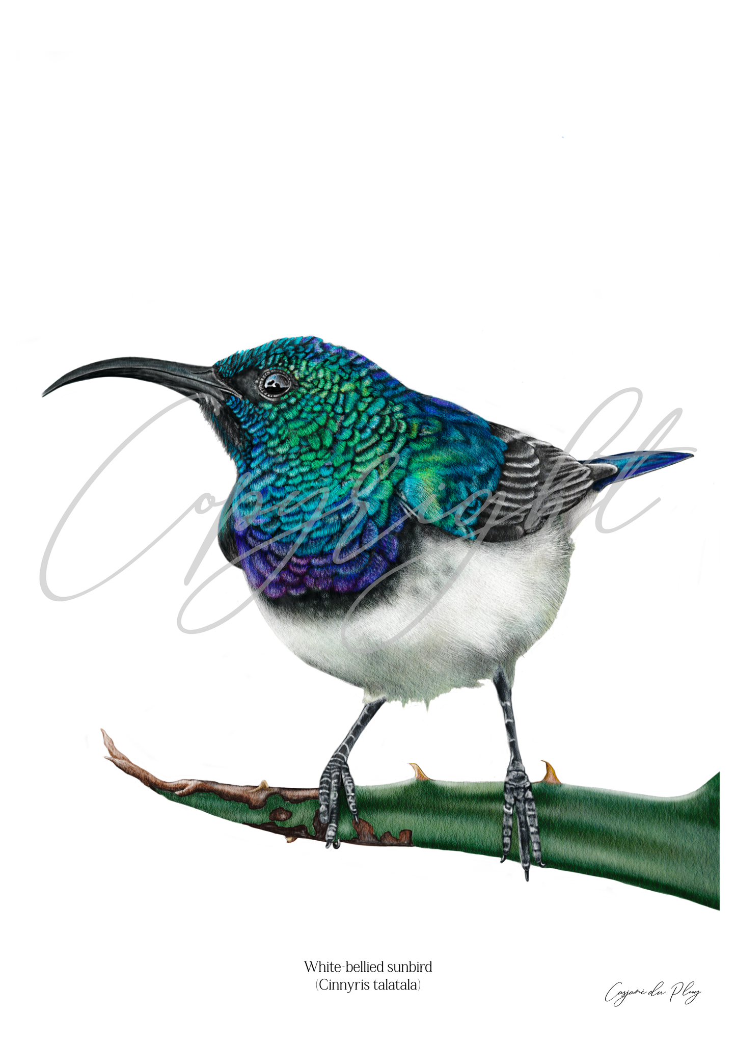 White bellied Sunbird - A5 print