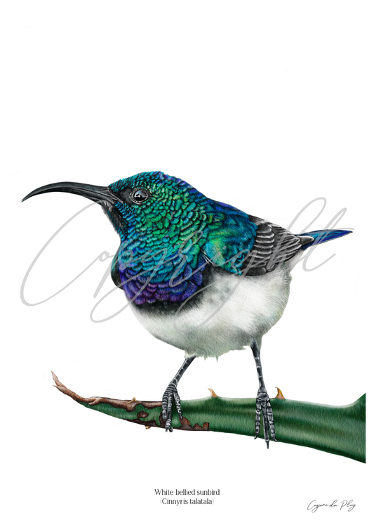 White bellied Sunbird - A5 print