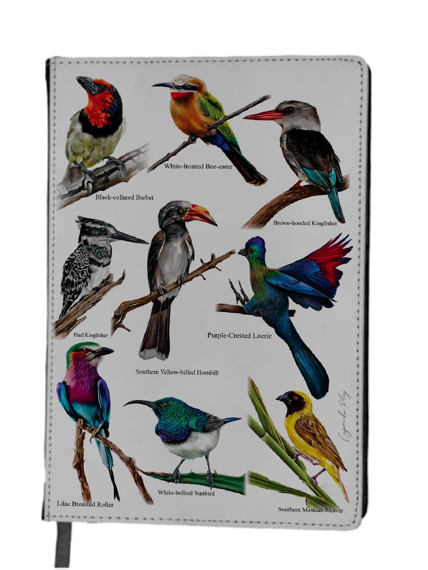 The Backyard Bird Collection A5 Detachable Folio Notebook