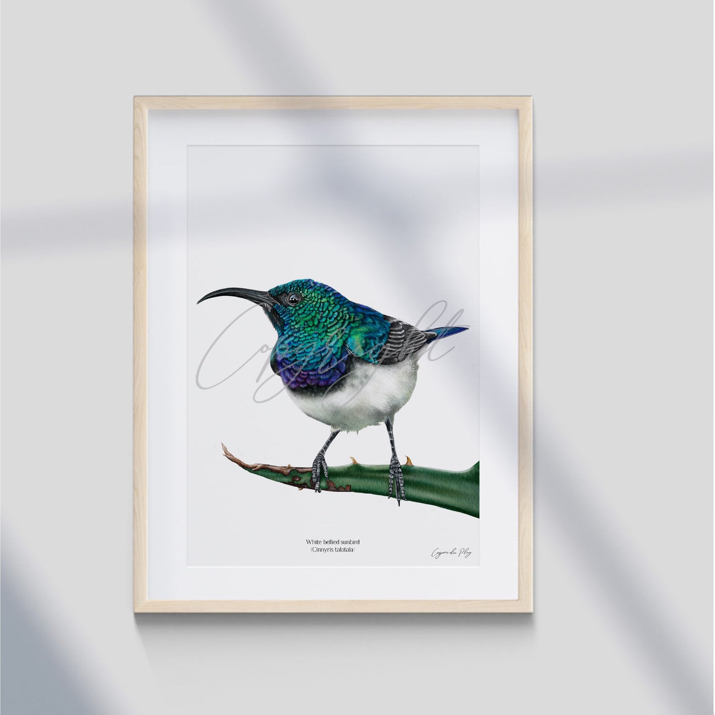 White bellied Sunbird - A5 print