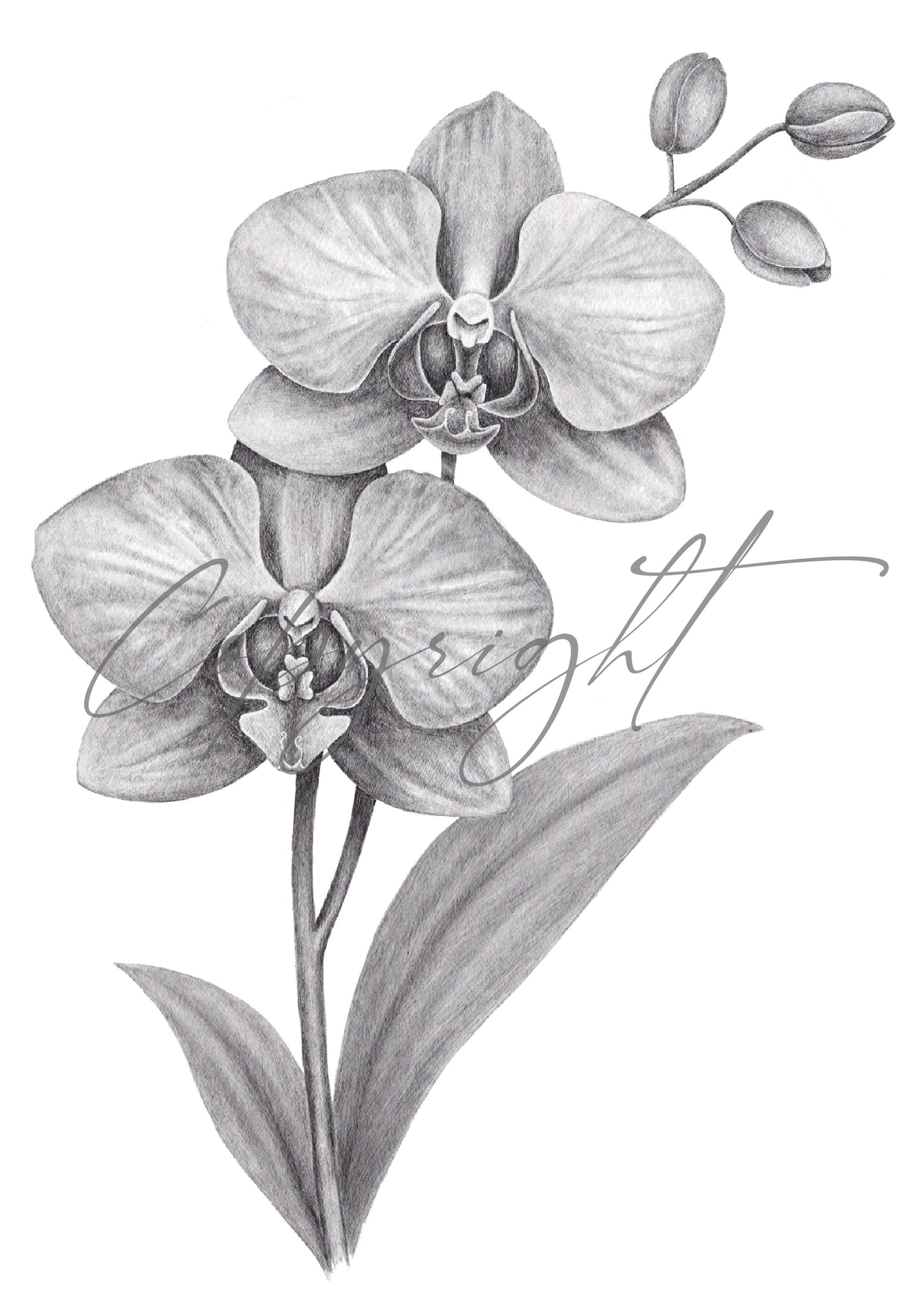 Graphite Orchid A5 Art Print – Botanical Flower Wall Art