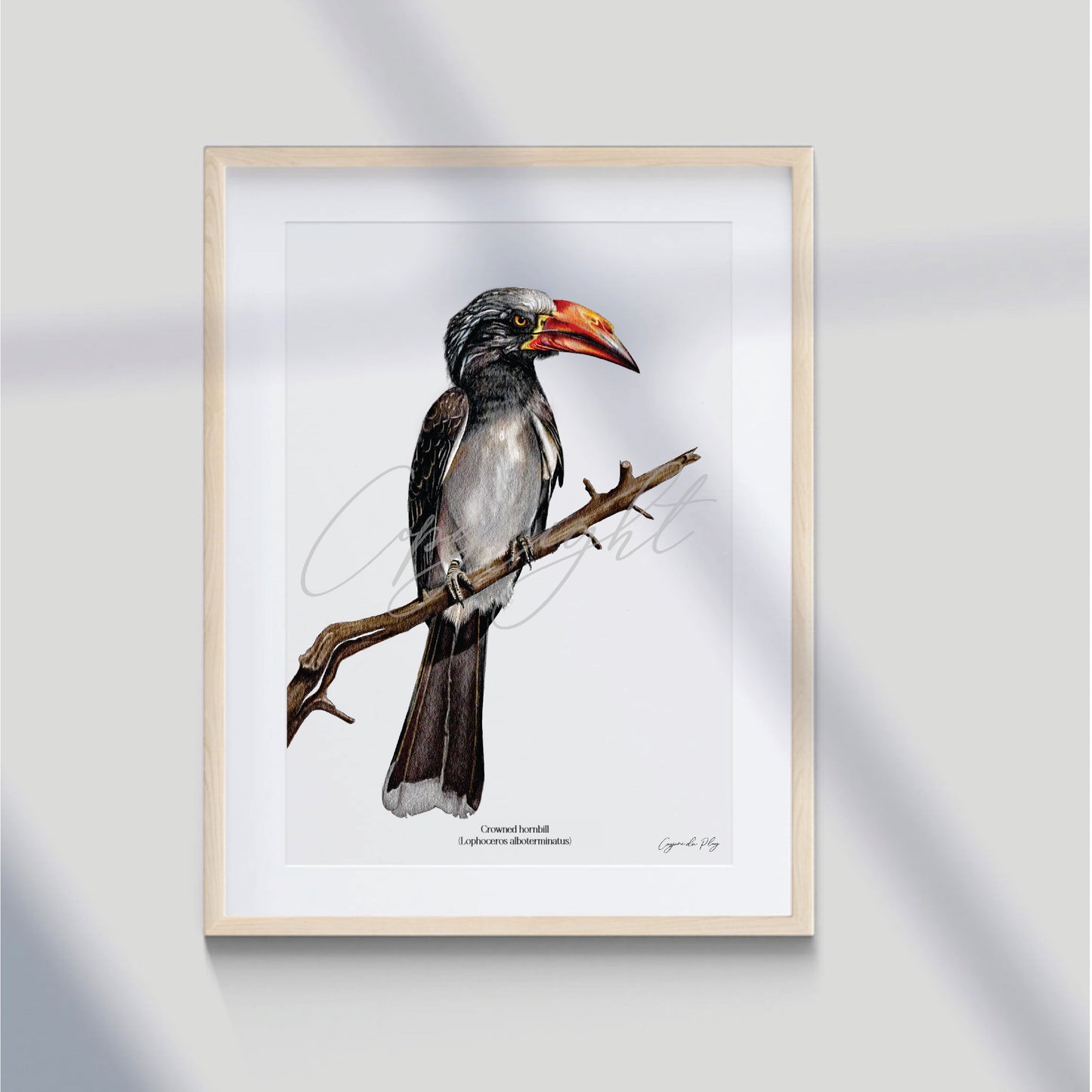 Crowned hornbill - A5 print