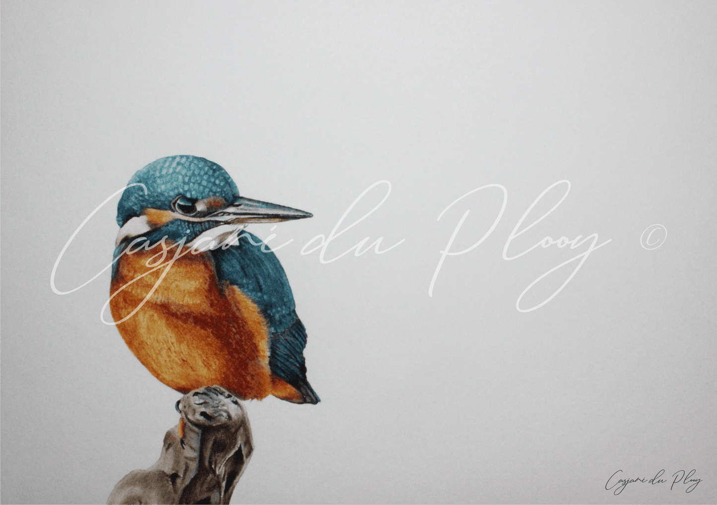 Common Kingfisher - Casjané du Plooy Art