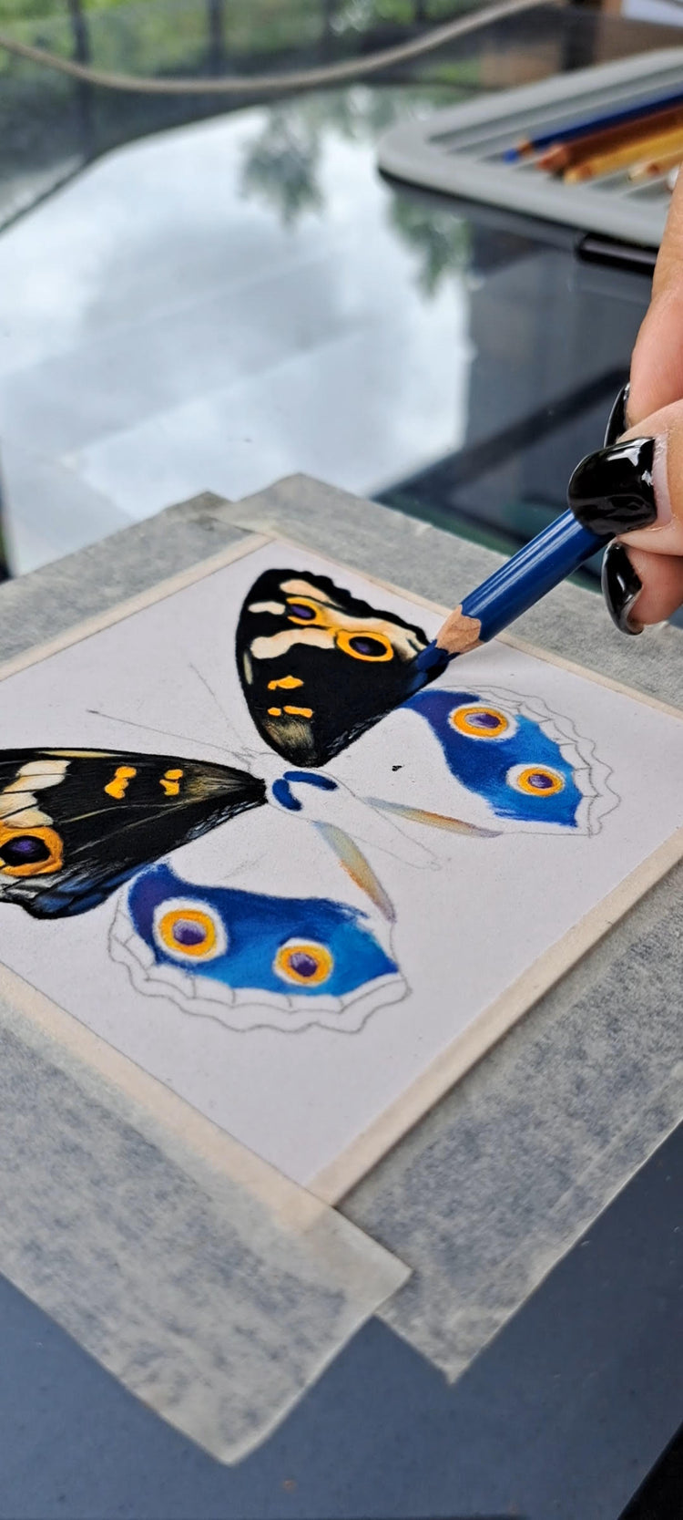 The Butterfly Collection
