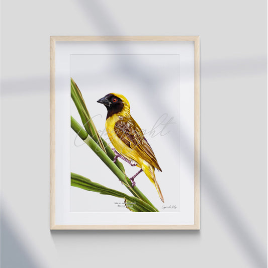 African Masked Weaver - A5 print