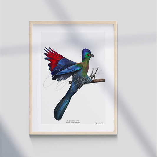 Purple-crested Loerie - A5 print