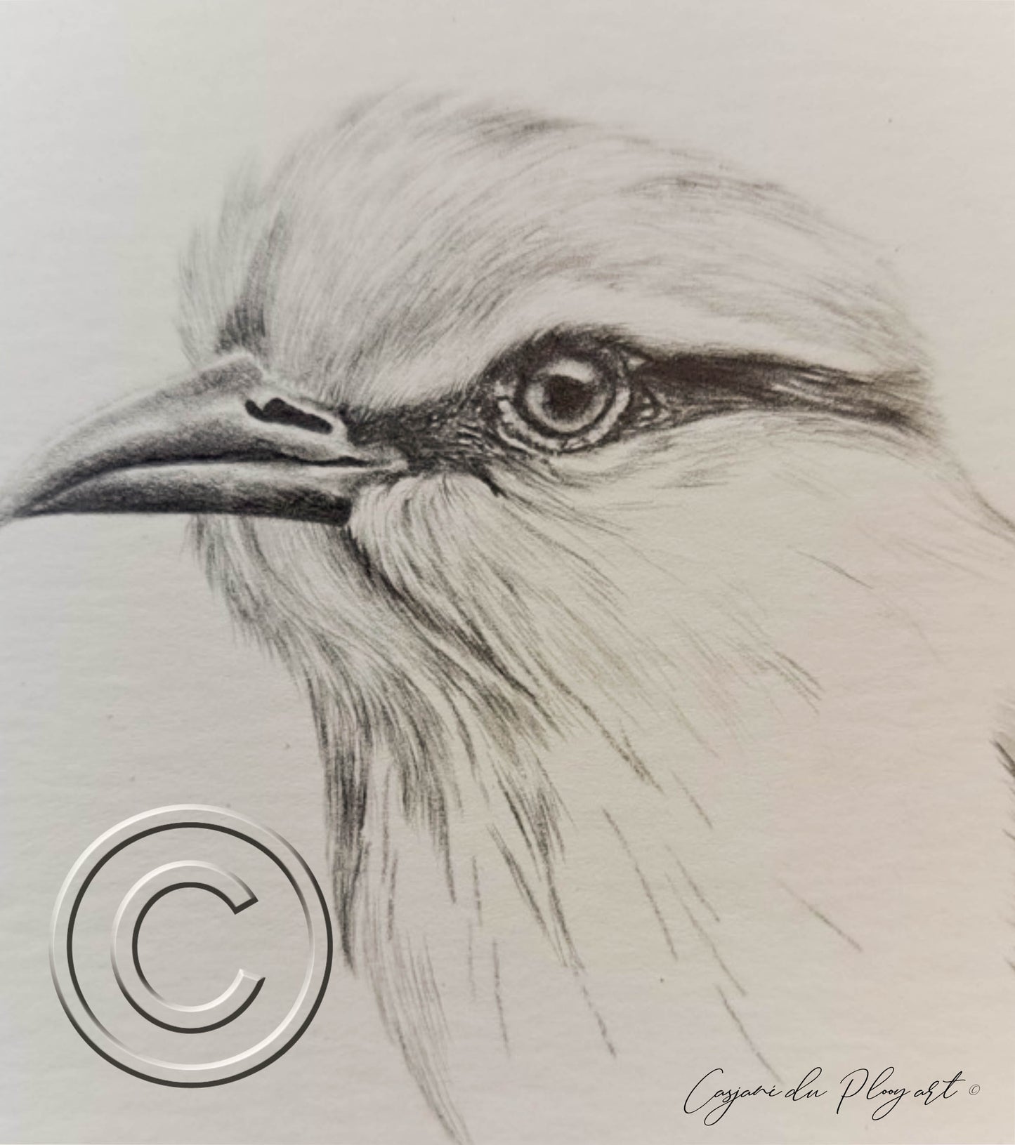 Lilac-breasted Roller – Original Graphite Drawing (420 × 148 mm)