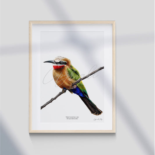 White-fronted Bee-eater - A5 print