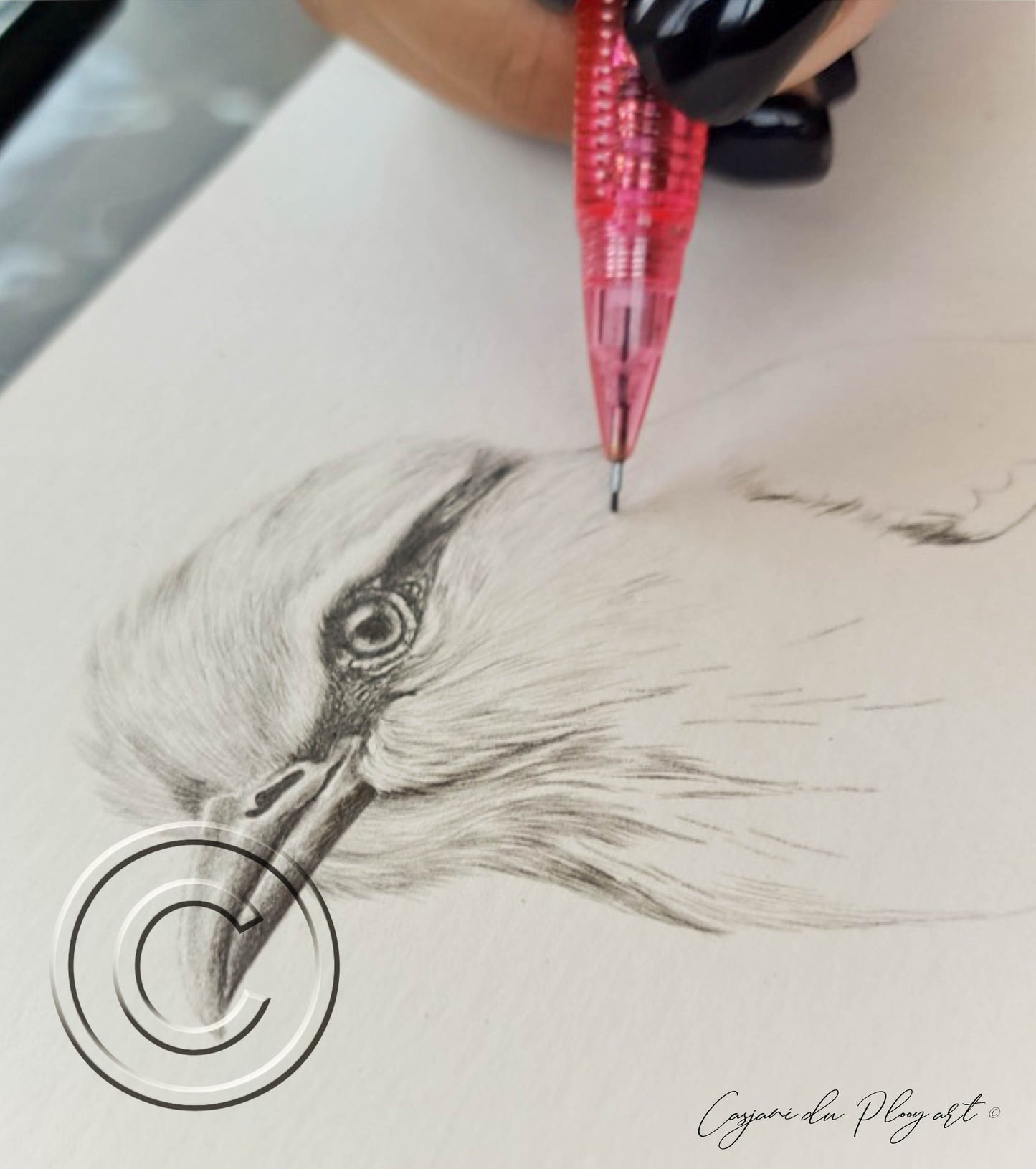 Lilac-breasted Roller – Original Graphite Drawing (420 × 148 mm)
