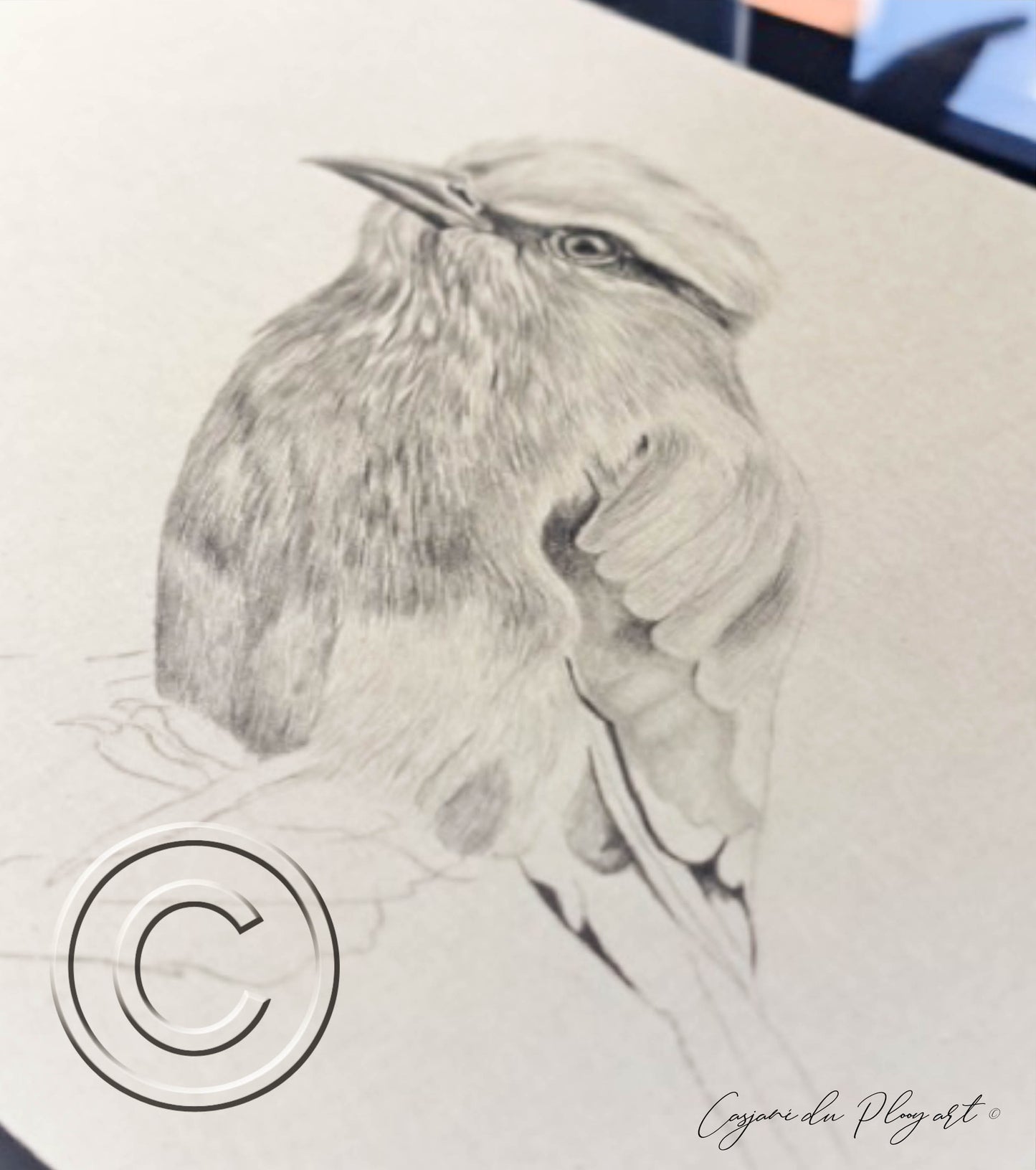 Lilac-breasted Roller – Original Graphite Drawing (420 × 148 mm)