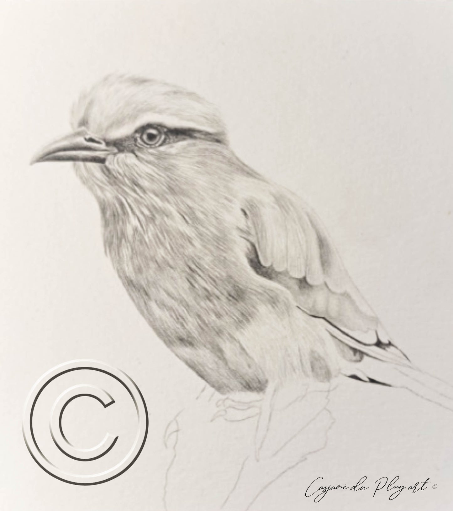 Lilac-breasted Roller – Original Graphite Drawing (420 × 148 mm)