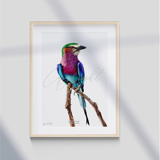 Lilac-breasted Roller - A5 print