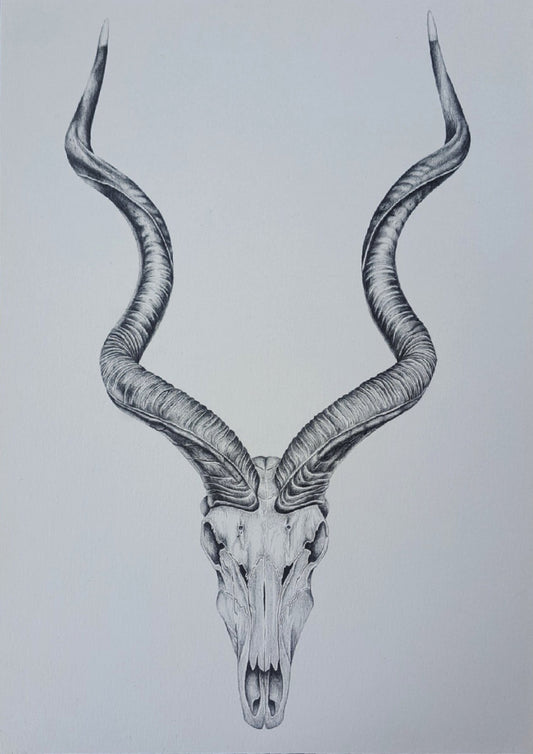 A detailed black and white pencil drawing of an antelope or gazelle skull with long, curved horns, centered on a plain light gray background.