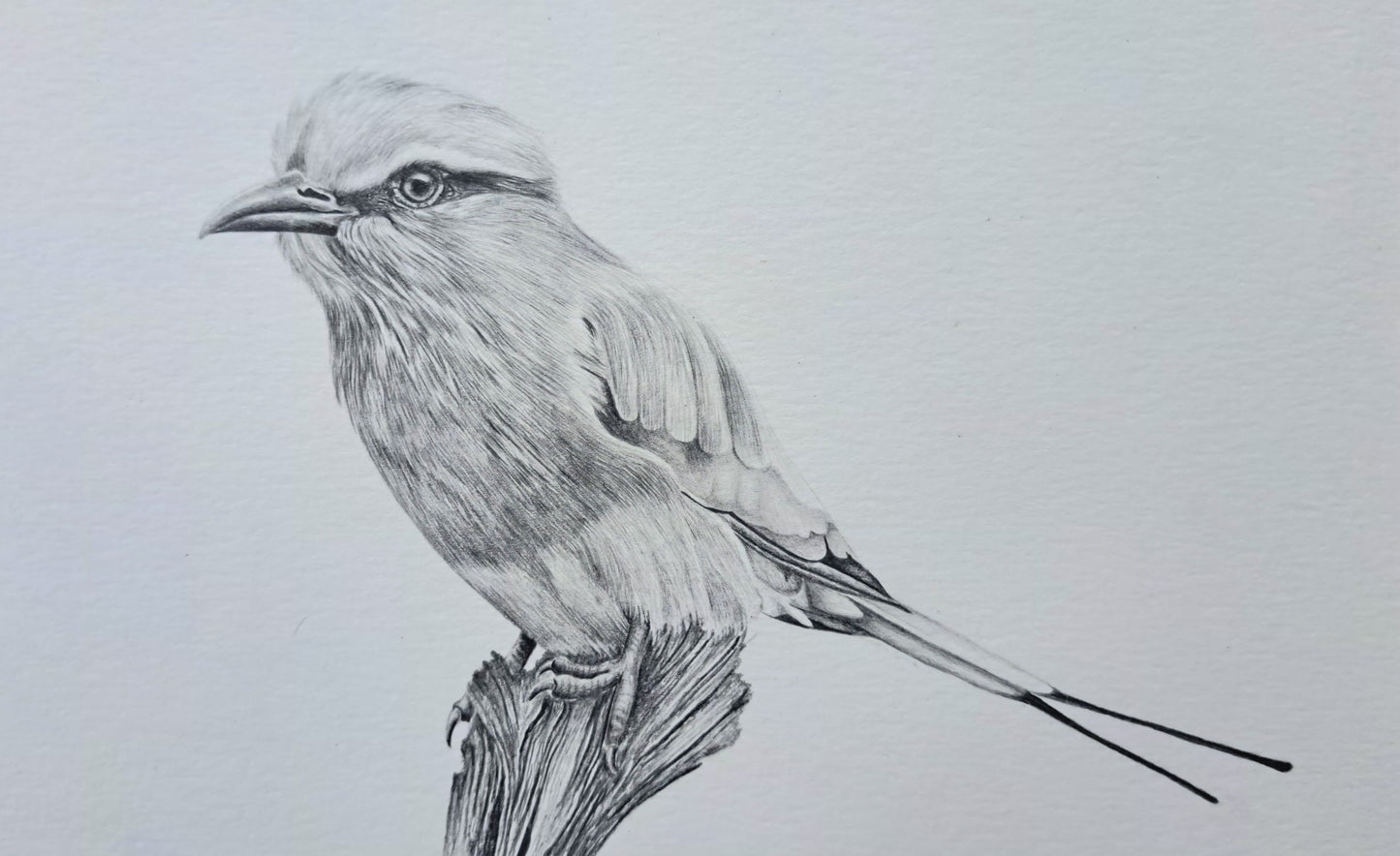 Lilac-breasted Roller – Original Graphite Drawing (420 × 148 mm)