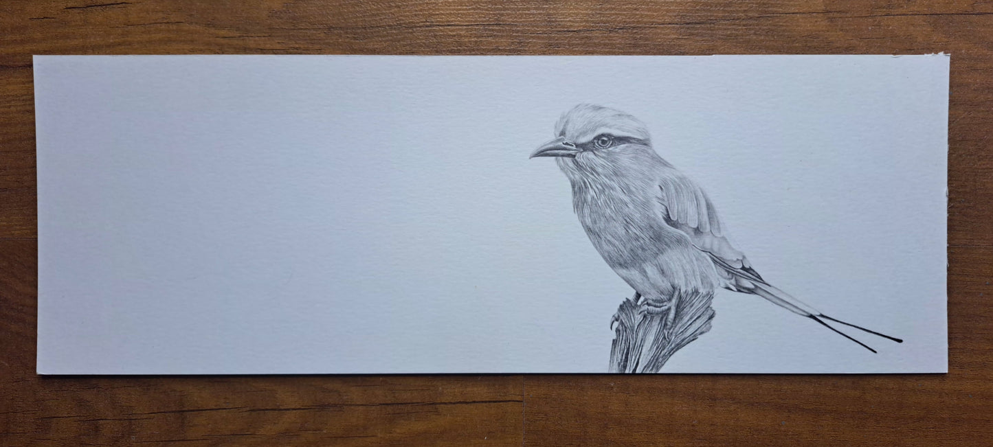 Lilac-breasted Roller – Original Graphite Drawing (420 × 148 mm)