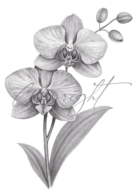 Graphite Orchid A5 Art Print – Botanical Flower Wall Art