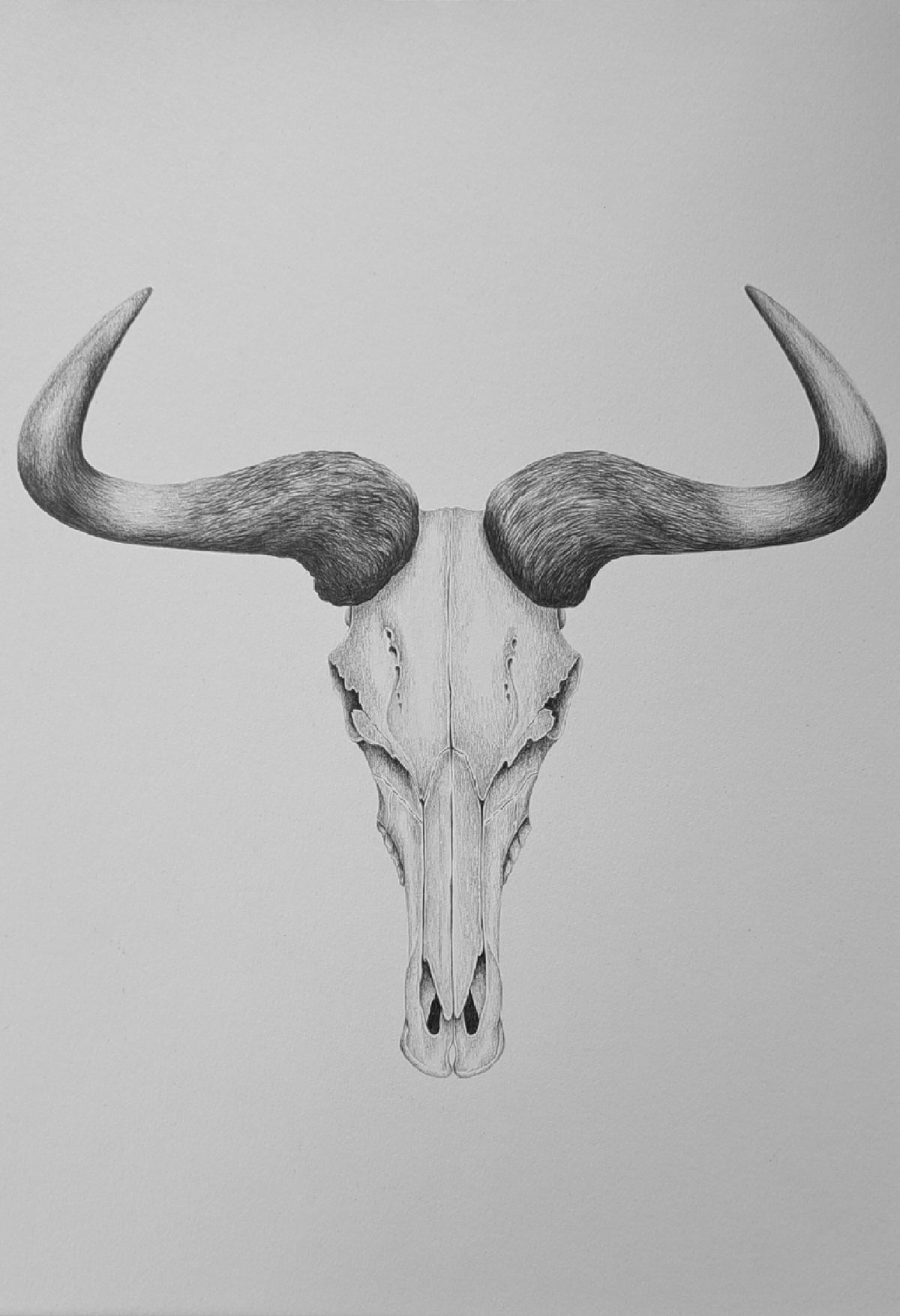 Original Hand-Drawn Blue Wildebeest Skull | Graphite Wildlife Art