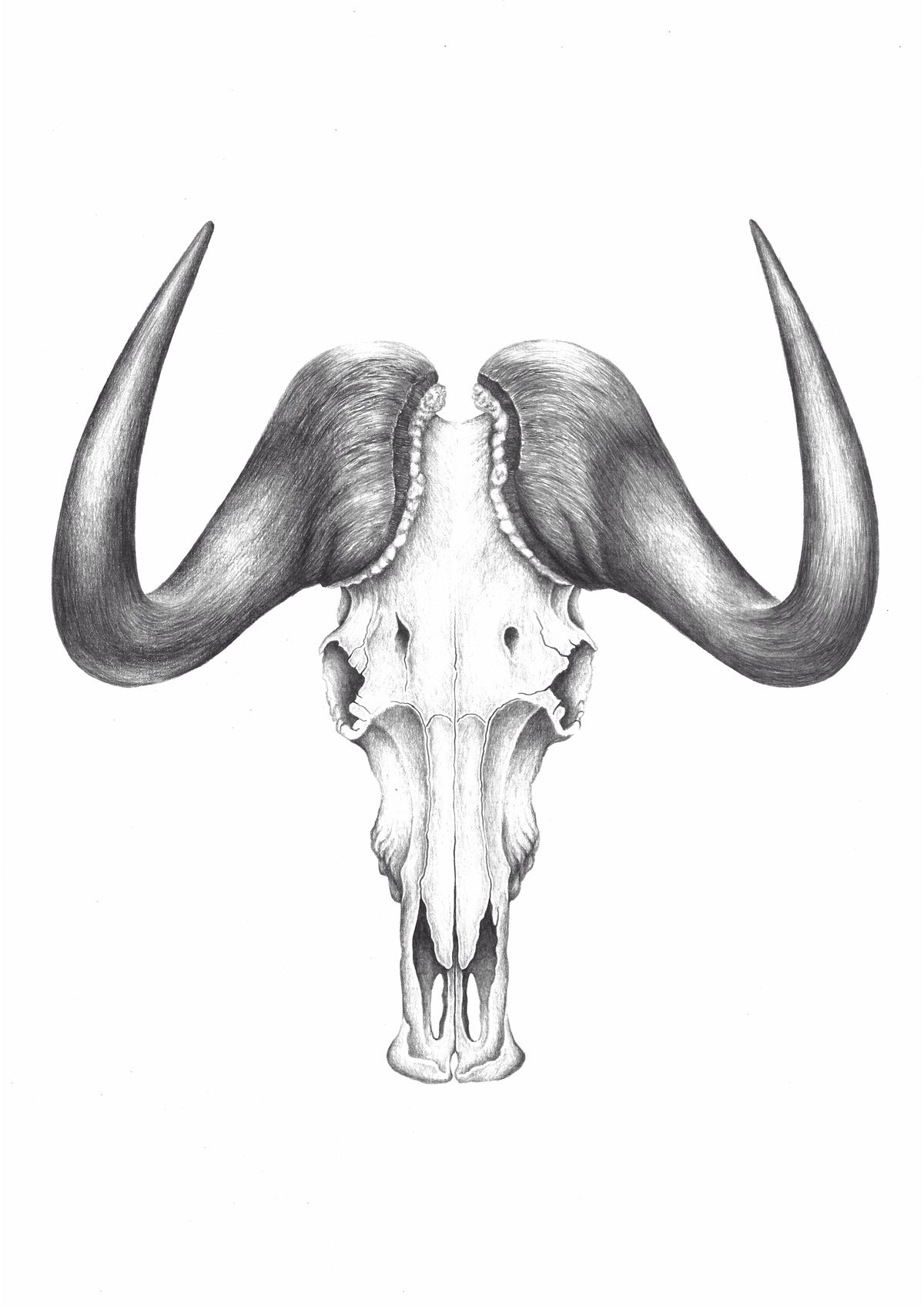Original Hand-Drawn Black Wildebeest Skull | Graphite Wildlife Art