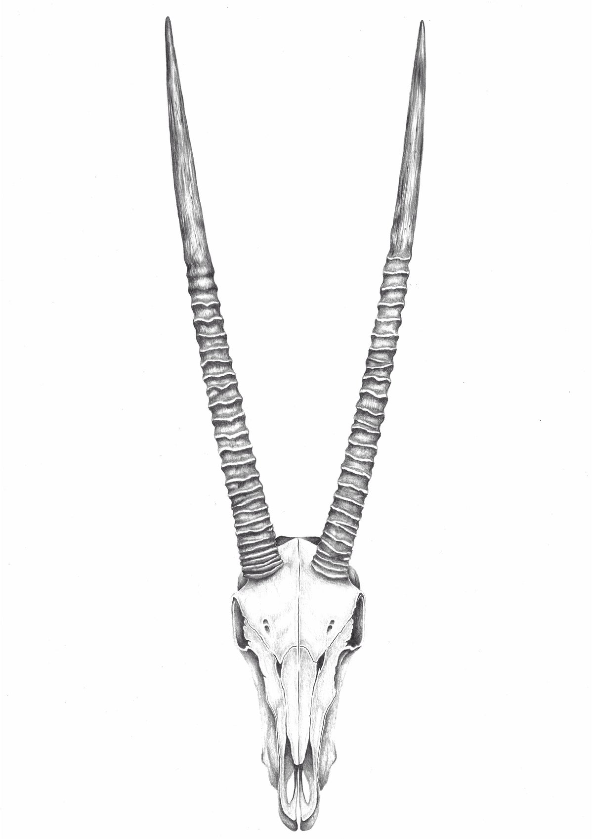 Original Hand-Drawn Oryx Skull | Graphite Wildlife Art