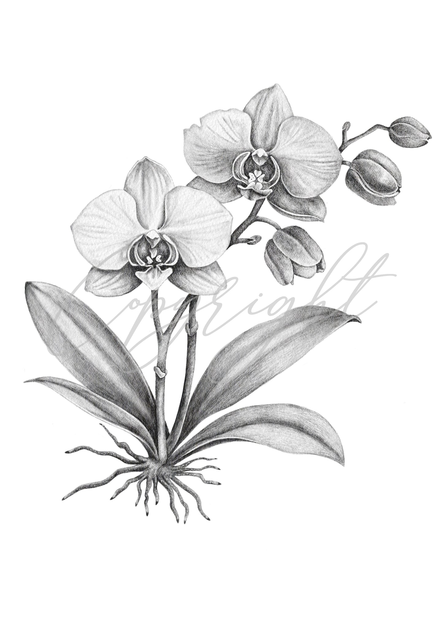 Graphite Orchid A5 Art Print – Botanical Flower Wall Art