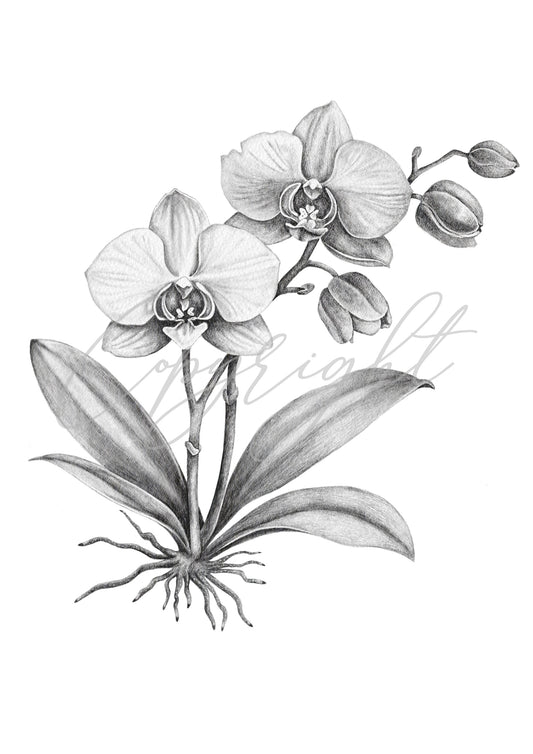 Graphite Orchid A5 Art Print – Botanical Flower Wall Art