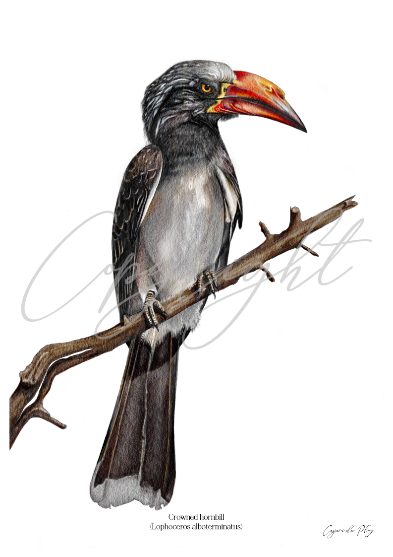 Crowned hornbill - A5 print