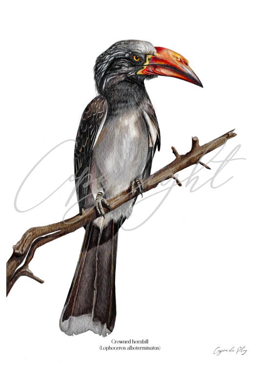 Crowned hornbill - A5 print