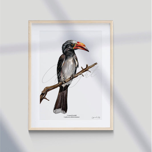 Crowned hornbill - A5 print