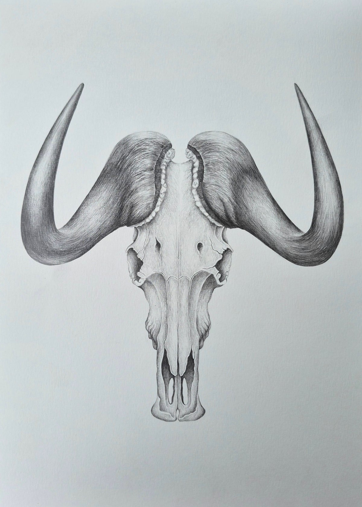 Original Hand-Drawn Black Wildebeest Skull | Graphite Wildlife Art