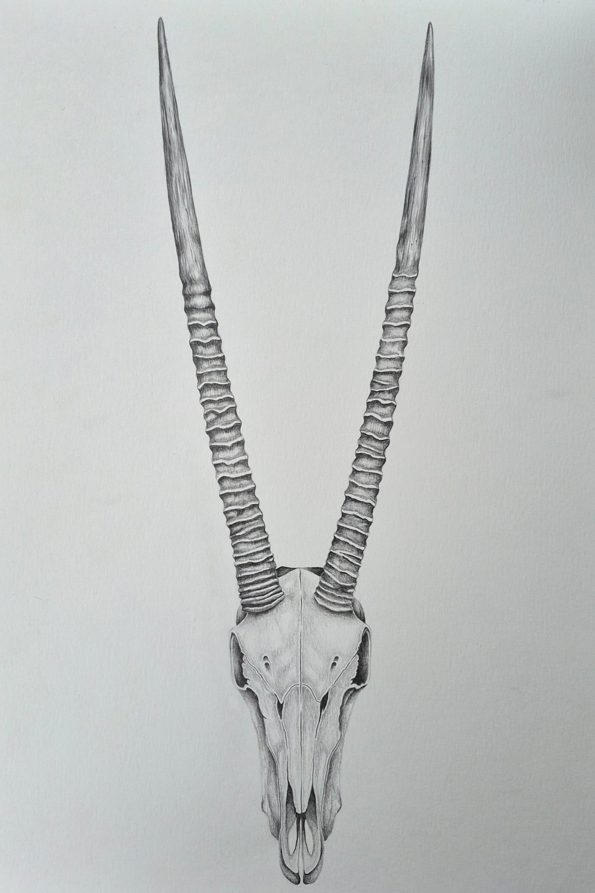 Original Hand-Drawn Oryx Skull | Graphite Wildlife Art
