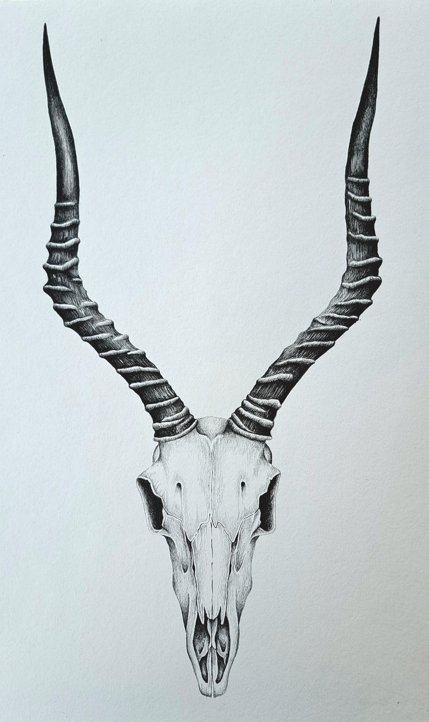 Original Hand-Drawn Impala Skull | Graphite Wildlife Art